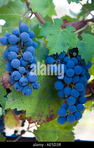 Zwei Bündel von lila Cabernet-Trauben hängen von der Rebe in einem Weinberg an der Ernte Zeit Corralitos California Stockfoto