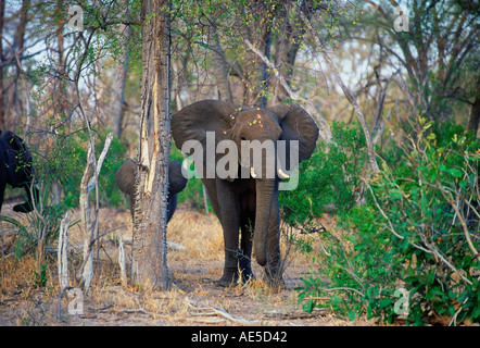 Mutter Elefant und Kalb im Wald in Moremi National Park-Botswana Stockfoto