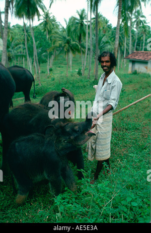 Mann Pflege für Baby-Elefanten in einem Elefantenwaisenhaus in der Nähe von Kandy in Sri Lanka Stockfoto