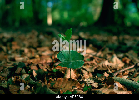 Junge Buche Baum Sämling sprießen unter toten Blätter im New Forest in Hampshire, England Stockfoto