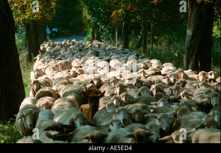 Schafe, überfüllt und mischte sich auf dem Weg zur grünen Weiden in Bayern Stockfoto