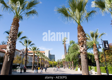 Studenten gehen auf El Paseo de Cesar Chavez zwischen Palmen und Klassenzimmer-Gebäude an der San Jose State University, Kalifornien Stockfoto