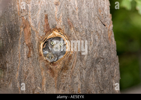 Elf Owl Micrathene Whitneyi Elgin ARIZONA USA 20 Juli unreif in Hohlraum Nesteingang leptogrammica Stockfoto