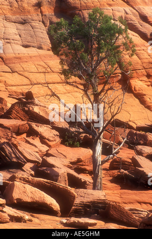 Robuste Kiefer wächst aus der Hochebene des quergestreiften roten Felsen Grand Treppe Escalante National Monument Utah amerikanischen Südwesten Stockfoto