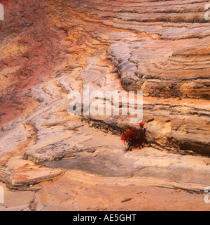 Schichten von wirbelnden roten Felsen mit Bush Red Indian Paintbrush Blumen Zion National Park in Utah amerikanischen Südwesten Stockfoto