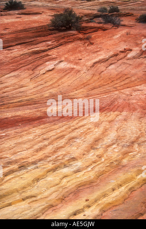 Plateau von orange roten Felsformationen im gekerbten geriffeltes Muster führt zu Kreosot Büsche Zion National Park Utah Südwesten Stockfoto