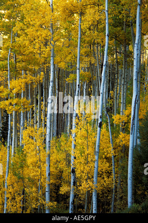 Gelbe Blätter der Espe Bäume mit weißen Rinde im Herbst Telluride, Colorado Stockfoto