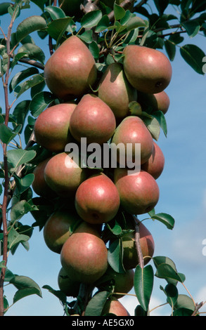 Birnen am Baum, Niedersachsen, Deutschland (Pyrus X domestica) Stockfoto