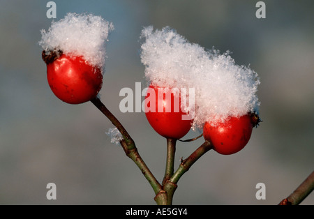 Hund Hagebutten mit Schneekappe (Rosa Canina) Stockfoto