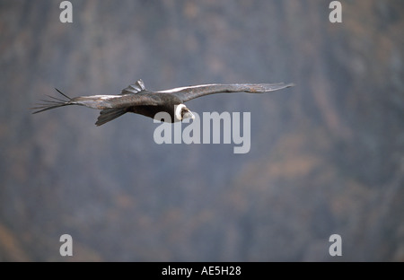 Andenkondor (Vultur gryphus), Jugendlicher im Flug Stockfoto