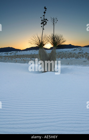 Paar von Yucca-Pflanzen in geriffelten weißen Sandwüste mit Sonnenuntergang hinter den Bergen White Sands National Monument New Mexico Stockfoto