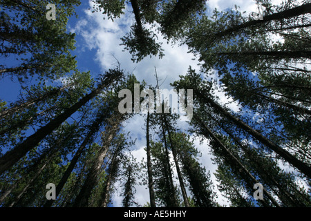 Durch die Wipfel der immergrünen Bäume in den Himmel in einer immergrünen Wald Glacier Nationalpark Montana nachschlagen Stockfoto