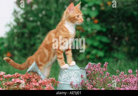 junge Hauskatze zwischen Blumen auf Gießkanne Stockfoto
