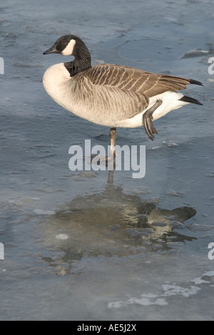 Kanadische Gans Branta Canadensis stehen auf einem Bein mit seinen Überlegungen im eisigen Teich Stockfoto