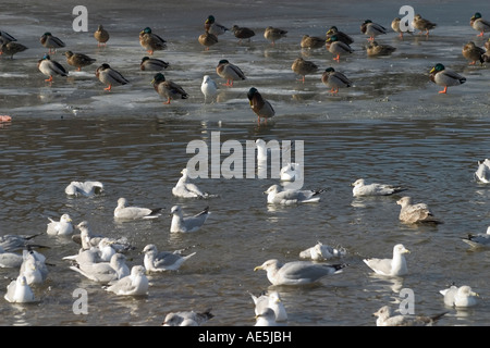 Stockente Enten stehen auf dem Eis mit Möwen Baden im Wasser Stockfoto