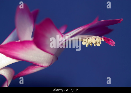 Nahaufnahme von rosa Weihnachtskaktus Blume Schlumbergera Truncata mit Stempel und Staubblätter auf blauem Grund Stockfoto