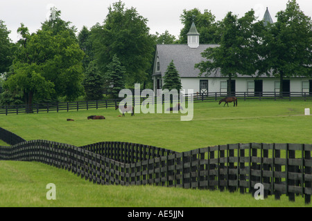 Pferde grasen neben der Scheune in einem Feld mit Zäune auf den sanften Hügeln der Lexington Kentucky Horse farm Stockfoto
