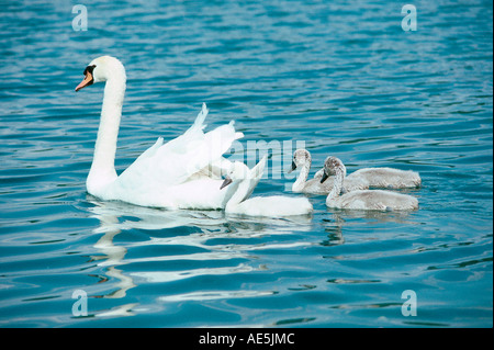 Höckerschwan mit Cygnets (Cygnus Olor) Stockfoto