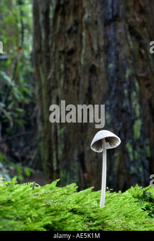 Pilz wächst aus einem moosigen Protokoll mit dem Stamm der Redwood-Baum im Hintergrund Gilroy, Kalifornien Stockfoto