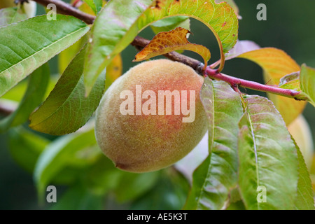 Pfirsich, Fruchtreife, während es auf dem Ast ein Pfirsichbaum Watsonville California wächst Stockfoto