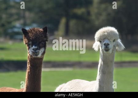 Braune und weiße Alpakas mit langen Hälsen stehen Seite an Seite mit goofy Lächeln auf ihren Gesichtern Stockfoto