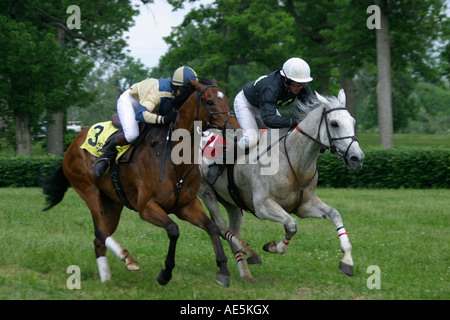 Braune und graue Pferde mit Jockeys auf Rasen-an-Kopf-an-Kopf Rennen verfolgen im Hindernislauf Lexington, Kentucky Stockfoto