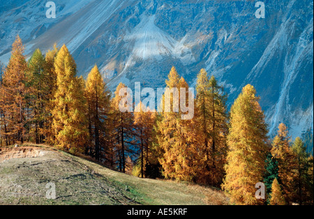 Europäische Lärchen im Herbst, Val Vex, Engadin, Graubünden, Schweiz (Larix Decidua) Stockfoto