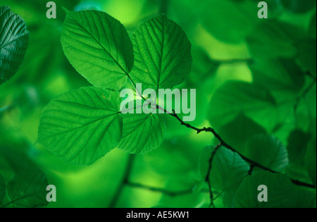 Linde lässt (Tilia Spec.) Stockfoto