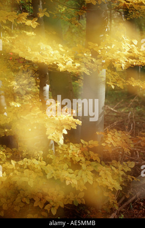 Buchen im Herbst, Niedersachsen, Deutschland (Fagus Sylvaticus) Stockfoto