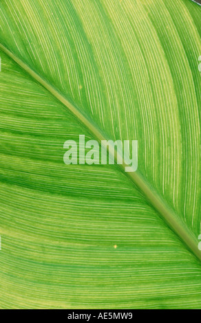 CANNA (Canna Indica) Stockfoto