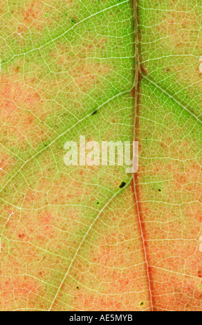 American Red Oak Leaf Detail (Quercus Rubra) Stockfoto