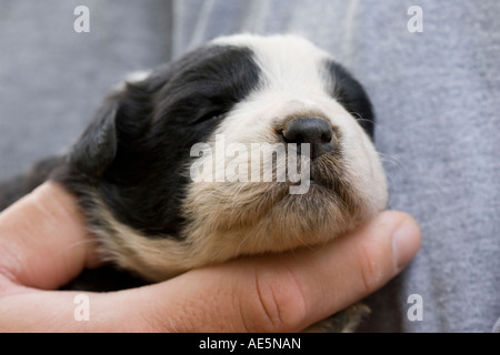 Kopf eines zwei Wochen alten schwarz-weiß Mischling Welpen ruht in der Hand eines Mannes Stockfoto