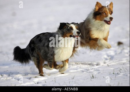 zwei Australian Shepherd Hunde laufen durch Schnee Stockfoto