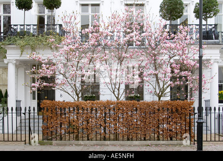 Kirschbäume blühen in voller Blüte vor weißen Londoner Reihenhaus mit schmiedeeisernen Zaun im Frühjahr - South Kensington Stockfoto