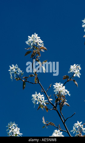 Blühende Allegheny Elsbeere (Amelanchier Laevis) Stockfoto