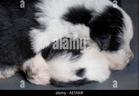 Zwei Wochen alten Neugeborenen Mischling schwarz-weiß Welpen schlafen kuschelte zusammen, um warm zu halten Stockfoto