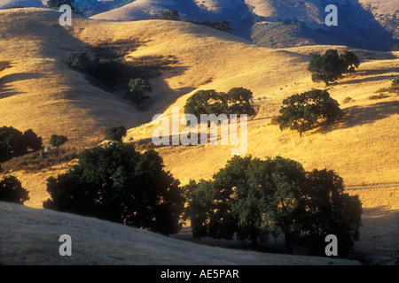 Golden Hills von Kalifornien mit Phaseneiche Bäume im Sommer - Gilroy, Kalifornien Stockfoto