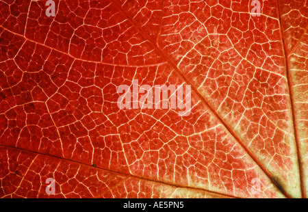 Boston-Efeu, Blatt Detail im Herbst (Parthenocissus Tricuspidata Veitchii) Stockfoto