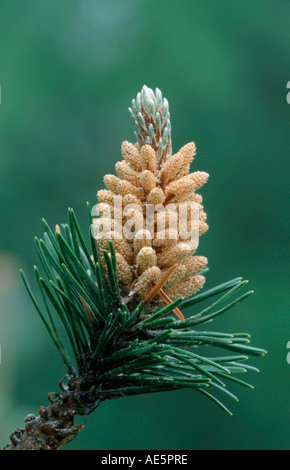 Schweizer Berg-Kiefer (Pinus Mugo) Stockfoto