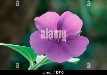 Prinzessin Blume (bezeichnet Granulosa) Stockfoto