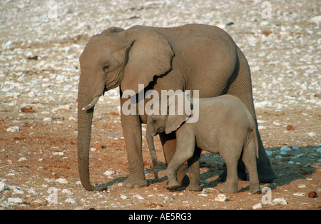 Afrikanische Elefanten, Kuh mit Kalb, Etosha Nationalpark, Namibia (Loxodonta Africana) Stockfoto