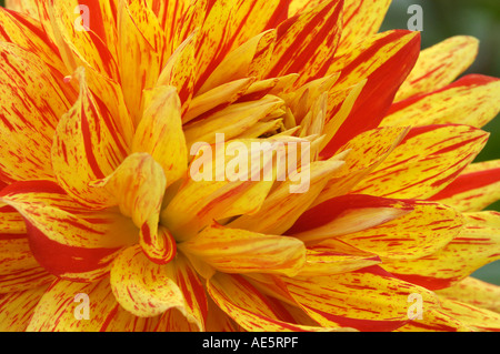 Semicactus-Dahlie (Dahlia X cultorum) Stockfoto