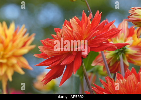 Semicactus-Dahlie (Dahlia X cultorum) Stockfoto