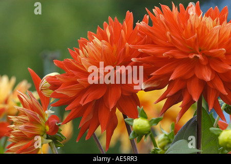 Semicactus-Dahlie (Dahlia X cultorum) Stockfoto