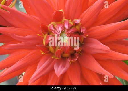 Semicactus-Dahlie (Dahlia X cultorum) Stockfoto