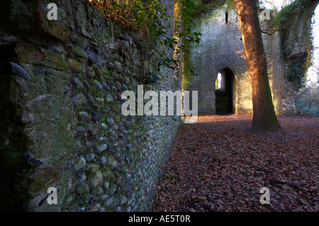 Zerstörte St. Mary s Kirche am East Somerton zeigt die Hexe den finger, eines alten Baumes wächst in der Mitte der alten Kirche Stockfoto