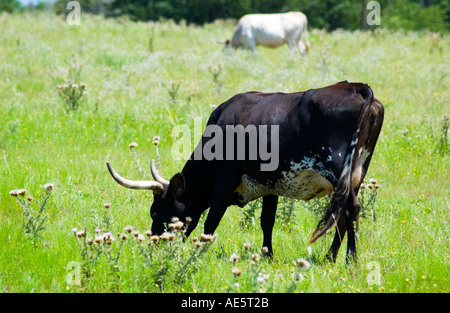 Die Texas Black Longhorn-Kuh weidet auf einem grasbewachsenen Feld und zeigt die ikonischen texanischen Rinder im ländlichen Raum der USA. Stockfoto