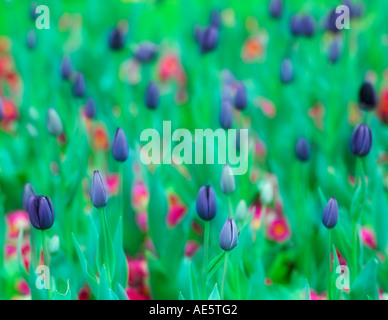 Bunte Tulpen Stockfoto