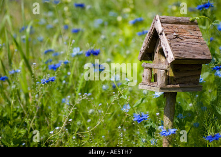 Ein Vogelhäuschen schmiegt sich unter den Frühlingsblumen in einer Wiese oder im Garten Stockfoto