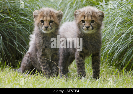 Gepard, Cubs (Acinonyx Jubatus) Stockfoto
